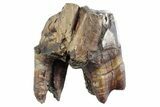Fossil Woolly Rhino (Coelodonta) Tooth - Siberia #370961-1